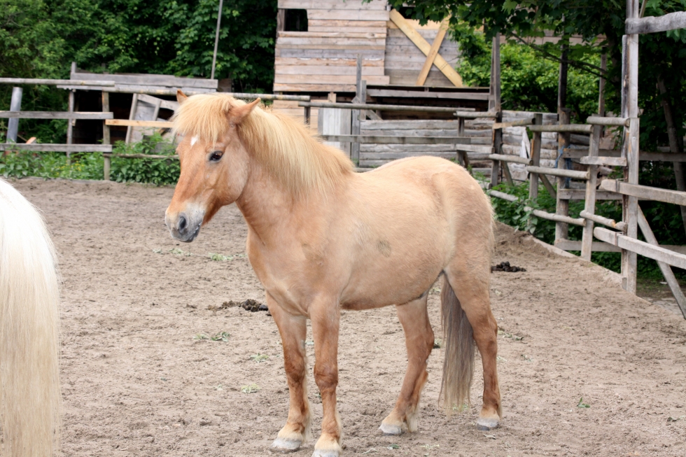 Penistumor beim Pferd